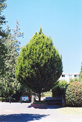 Columnar European Hornbeam (Carpinus betulus 'Columnaris') at Ward's Nursery & Garden Center