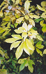 Summersweet (Clethra alnifolia) at Ward's Nursery & Garden Center