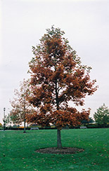 Swamp White Oak (Quercus bicolor) at Ward's Nursery & Garden Center