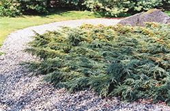 Holger Juniper (Juniperus squamata 'Holger') at Ward's Nursery & Garden Center