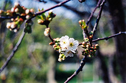 Montmorency Cherry (Prunus 'Montmorency') at Ward's Nursery & Garden Center