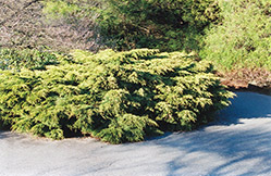 Pfitzer Juniper (Juniperus x media 'Pfitzeriana') at Ward's Nursery & Garden Center