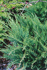 Sea Green Juniper (Juniperus chinensis 'Sea Green') at Ward's Nursery & Garden Center