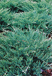 Sargent's Juniper (Juniperus chinensis 'var. sargentii') at Ward's Nursery & Garden Center
