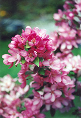 Indian Magic Flowering Crab (Malus 'Indian Magic') at Ward's Nursery & Garden Center