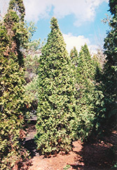 Pyramidal Arborvitae (Thuja occidentalis 'Fastigiata') at Ward's Nursery & Garden Center