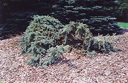 Creeping Blue Spruce (Picea pungens 'Glauca Prostrata') at Ward's Nursery & Garden Center