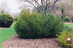 Canadian Yew (Taxus canadensis) at Ward's Nursery & Garden Center