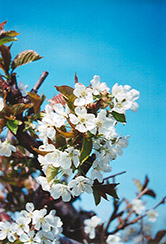 Bing Cherry (Prunus avium 'Bing') at Ward's Nursery & Garden Center