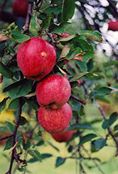 Braeburn Apple (Malus 'Braeburn') at Ward's Nursery & Garden Center