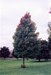 Bowhall Red Maple (Acer rubrum 'Bowhall') at Ward's Nursery & Garden Center