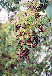 Black Cherry (Prunus serotina) at Ward's Nursery & Garden Center