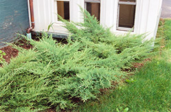 Kallay's Compact Juniper (Juniperus x media 'Kallay's Compact') at Ward's Nursery & Garden Center
