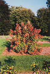 Tardiva Hydrangea (Hydrangea paniculata 'Tardiva') at Ward's Nursery & Garden Center