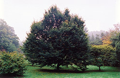 European Hornbeam (Carpinus betulus) at Ward's Nursery & Garden Center