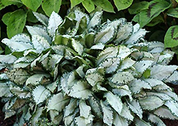 Moonshine Lungwort (Pulmonaria 'Moonshine') at Ward's Nursery & Garden Center