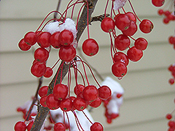 Sweet Sugar Tyme Flowering Crab (Malus 'Swesutyzam') at Ward's Nursery & Garden Center