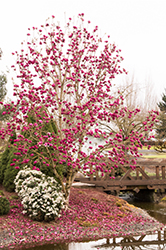Black Tulip Magnolia (Magnolia 'Black Tulip') at Ward's Nursery & Garden Center