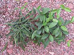 Jade Wax Plant (Hoya carnosa 'Jade') at Ward's Nursery & Garden Center