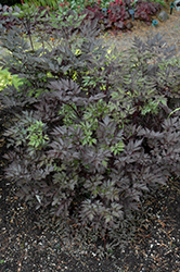 Black Negligee Bugbane (Actaea racemosa 'Black Negligee') at Ward's Nursery & Garden Center
