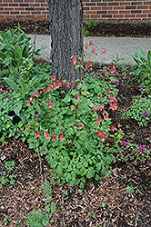 Wild Red Columbine (Aquilegia canadensis) at Ward's Nursery & Garden Center