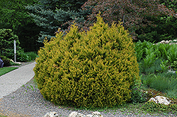 Rheingold Arborvitae (Thuja occidentalis 'Rheingold') at Ward's Nursery & Garden Center
