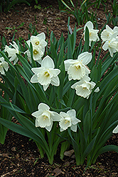 Mount Hood Daffodil (Narcissus 'Mount Hood') at Ward's Nursery & Garden Center