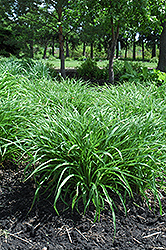Moor Grass (Molinia caerulea) at Ward's Nursery & Garden Center