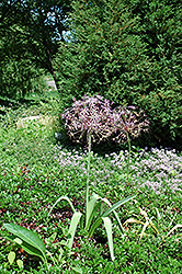 Star Of Persia Onion (Allium christophii) at Ward's Nursery & Garden Center