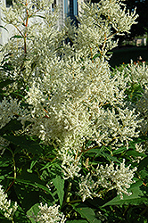 White Fleeceflower (Persicaria polymorpha) at Ward's Nursery & Garden Center