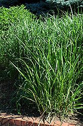 Switch Grass (Panicum virgatum) at Ward's Nursery & Garden Center