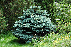 Globe Blue Spruce (Picea pungens 'Globosa') at Ward's Nursery & Garden Center