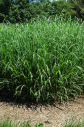 Silver Feather Maiden Grass (Miscanthus sinensis 'Silver Feather') at Ward's Nursery & Garden Center