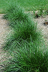 Tufted Hair Grass (Deschampsia cespitosa) at Ward's Nursery & Garden Center