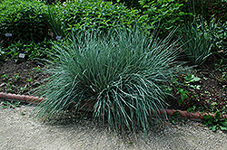 Blue Oat Grass (Helictotrichon sempervirens) at Ward's Nursery & Garden Center