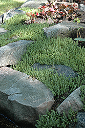 Six Row Stonecrop (Sedum sexangulare) at Ward's Nursery & Garden Center