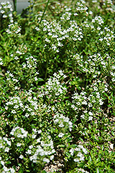 White Moss Thyme (Thymus praecox 'Albus') at Ward's Nursery & Garden Center