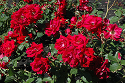 Champlain Rose (Rosa 'Champlain') at Ward's Nursery & Garden Center