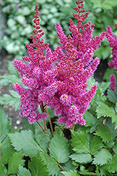 Visions Astilbe (Astilbe chinensis 'Visions') at Ward's Nursery & Garden Center