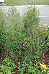 Shenandoah Reed Switch Grass (Panicum virgatum 'Shenandoah') at Ward's Nursery & Garden Center
