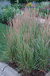 Variegated Reed Grass (Calamagrostis x acutiflora 'Overdam') at Ward's Nursery & Garden Center