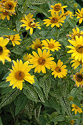 Loraine Sunshine False Sunflower (Heliopsis helianthoides 'Loraine Sunshine') at Ward's Nursery & Garden Center