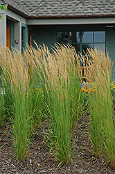 Karl Foerster Reed Grass (Calamagrostis x acutiflora 'Karl Foerster') at Ward's Nursery & Garden Center