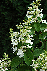 Tardiva Hydrangea (Hydrangea paniculata 'Tardiva') at Ward's Nursery & Garden Center