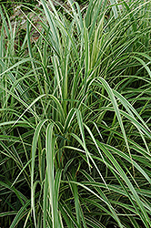 Variegated Silver Grass (Miscanthus sinensis 'Variegatus') at Ward's Nursery & Garden Center