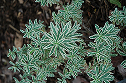 First Blush Spurge (Euphorbia polychroma 'First Blush') at Ward's Nursery & Garden Center