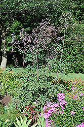 Rochebrun Meadow Rue (Thalictrum rochebrunianum) at Ward's Nursery & Garden Center