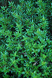 Cliff Green (Paxistima canbyi) at Ward's Nursery & Garden Center