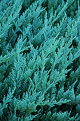 Blue Chip Juniper (Juniperus horizontalis 'Blue Chip') at Ward's Nursery & Garden Center