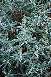 Blue Ice Bog Rosemary (Andromeda polifolia 'Blue Ice') at Ward's Nursery & Garden Center